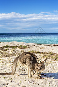 土著野生动物 澳洲海滩上的袋格罗人图片