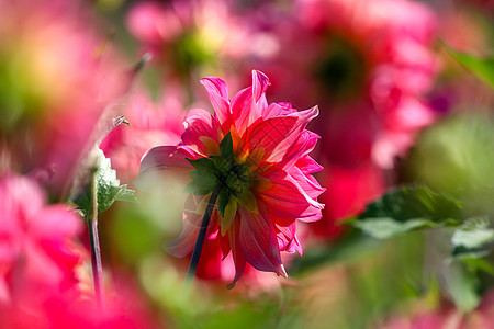 绿色花园里的粉红大丽花 盛开 漂亮的 美丽的 浪漫图片