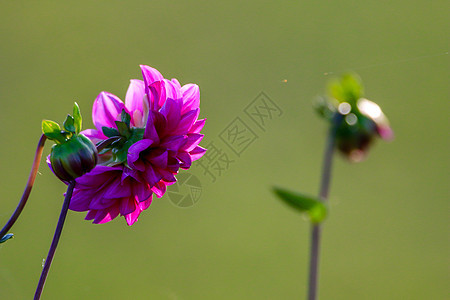 绿色花园里的粉红大丽花 花束 晴天 植物 庆典图片