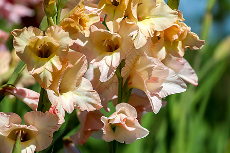 温柔的粉红色花椰子在花园里的背景 浪漫 美丽的图片
