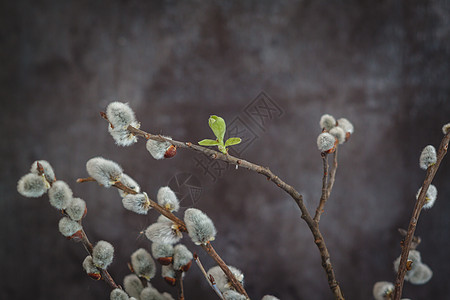 在黑暗背景下 柳树猫的花枝 天 四月 植物 复活节图片