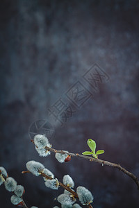 在黑暗背景下 柳树猫的花枝 花的 朵朵 复活节图片