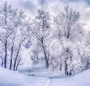 冬季公园里有雪树的冬季景观 — 复古色调的冬季雪景 木头 树木图片