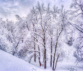 冬季公园里有雪树的冬季景观 — 复古色调的冬季雪景 森林 覆盖图片