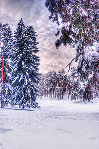 圣诞节冬季风景 采石和松树 夹在雪中 冰图片