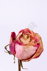 粉玫瑰白色背景的干燥小粉红色玫瑰被隔绝 近视 纳图尔月光 垂死背景