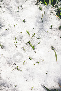 冬天绿草上白雪 下雪的 季节 寒冷的 自然 雪花 植物图片