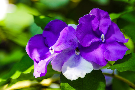 在春天特写镜头中绽放 自然背景 甜紫罗兰 普通紫罗兰或花园紫罗兰图片