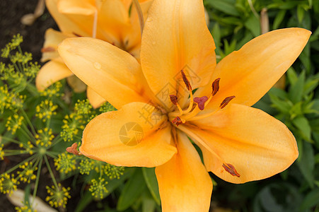 美丽的黄色百合花 在花园里开花 夏天背景 兰花 花束图片