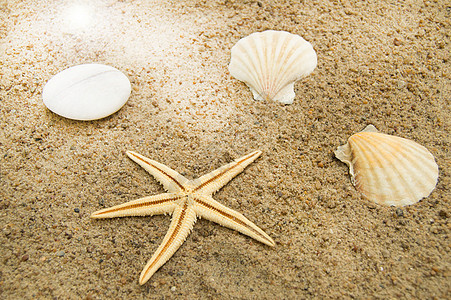 海滩度假和旅行的概念 海星 贝壳在 t图片
