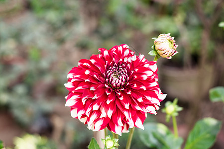 一种粉红色的白色枕形花 与向日葵 雏菊 菊花和百日草的种类有关 它也被称为粉红雾 金银花科 忍冬科 的一个属 花卉图案 春天图片