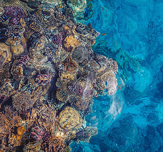 埃及红海的鲜白珊瑚礁与多彩鱼类相伴 旅行 浮潜图片