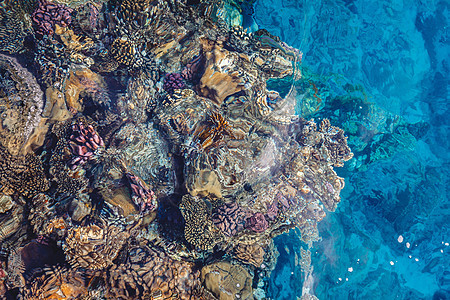 埃及红海的鲜白珊瑚礁与多彩鱼类相伴 海景 游泳图片