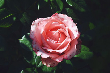粉玫瑰玫瑰花园里的珊瑚花朵 最顶端的景色 植物群 绽放背景