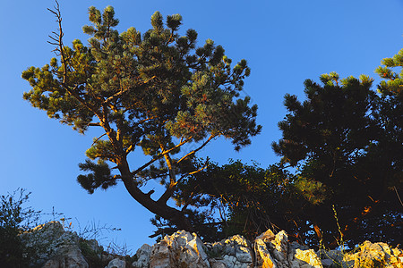 克罗地亚岩石墙上的苏格兰威士忌壁画 夏季风景高清图片