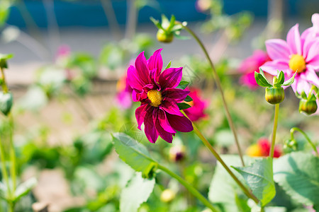墨西哥紫苑或花园波斯菊 大丽花是一种中等大小的杯状喜阳植物 在春季到夏末开花 是花园和花束中流行的草本植物图片