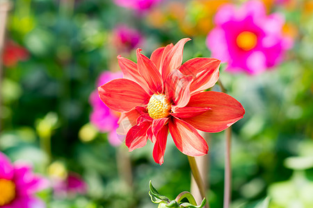 罗布麻属大丽花开花植物沙漠玫瑰 Adenium 属 喜欢阳光的植物看起来像盆景 在冬季早春到夏末开花 是花园和花束的流行花卉 芽图片