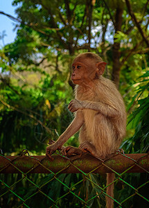 一只年轻的波奈猴子坐在栅栏上 面对镜头 复制 亚洲 旅行图片