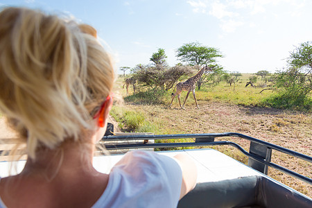 观察从露天旅行车顶上在草原放牧长颈鹿的非洲野生野生动物狩猎中的妇女图片