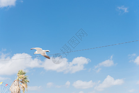 阳光明媚的夏日 海鸥在云蓝天空下飞近电线和棕榈树附近飞行图片