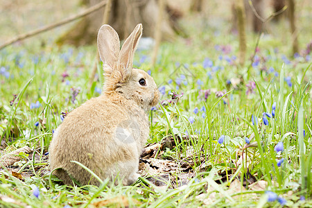 复活节兔子在开花的草地上 在一片清蓝的青光中骑马 短耳朵 成立图片