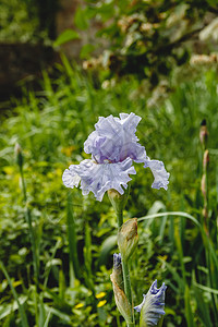 花园里的一朵鸢尾花公鸡紫丁香 发芽 植物群 美丽图片