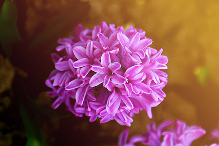 粉红色花朵紧贴 美丽的花朵 大自然图片
