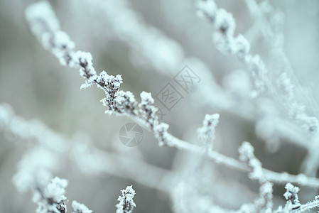 与雪分支树叶子的冬天背景 圣诞贺卡 冬天在树枝上结霜 冬季景观 寒冷的 天空图片