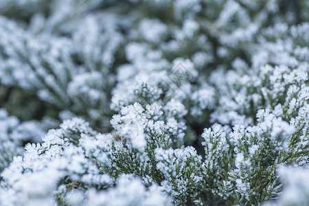 雪霜冬天树枝上结霜 冬季景观 冬季背景与雪树枝树叶 圣诞贺卡车背景