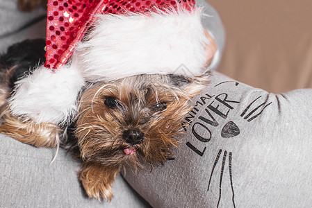 新年的笑狗 新年帽子的小狗 坐在主人的膝盖上图片