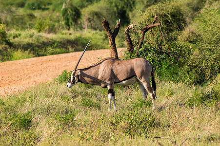 Beisa Oryx 在Samburu国家储备 动物图片