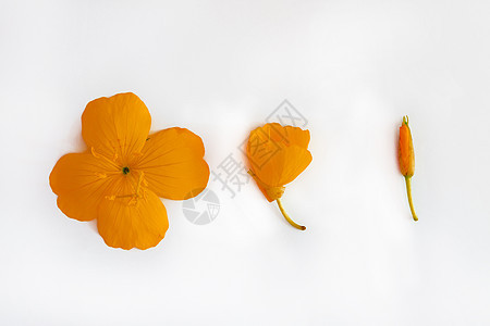 白色孤立背景上的橙色花和芽的构成 平坦地 复制空间图片