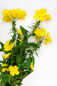 孤立在白色背景上的黄色花朵 平躺 从上面看 复制空间图片