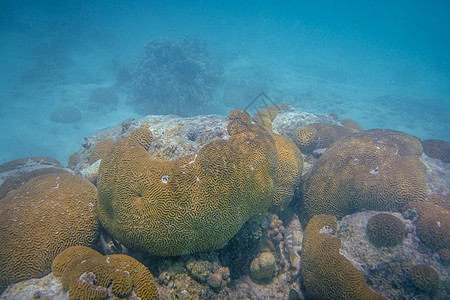 西澳大利亚州Coral Bay海洋生物中的宁加洛珊瑚礁珊瑚图片