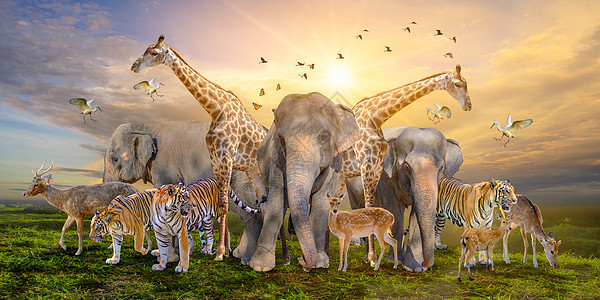 大群非洲野生动物 野生动物保护理念 平原 团体图片