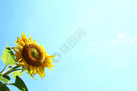 蓝天前的向日葵 晴天 葵花籽 充满活力的 夏令时 夏天的感觉 阳光 花粉图片