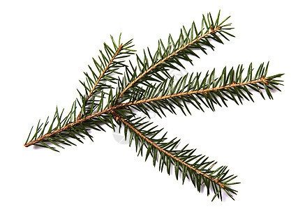 Fir树枝在白背景上被孤立 绿色的 庆典 植物 圣诞节图片