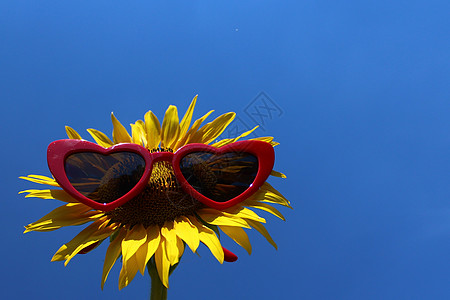 带墨镜的向日葵 晴天 有趣的花 葵花籽 问候卡 花 蓝天图片