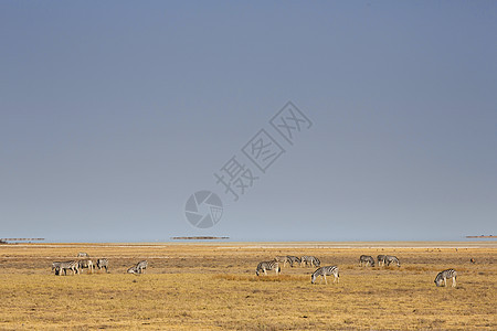 纳米比亚Etosha国家公园Etosha Pan图片
