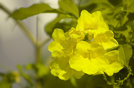 用于后院的黄色花朵 装饰花园和房舍的鲜花植物图片