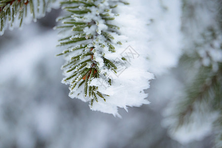 冬天和圣诞节背景 被霜雪覆盖的冷杉树枝的特写照片 美丽的 星星图片
