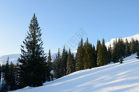 美丽的冬山风景 早上有雪覆盖的法尔森林树 冬天 寒冷图片