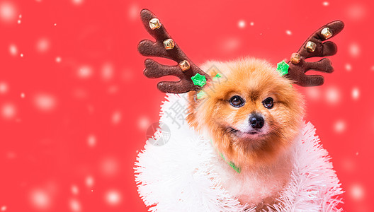 紧紧关紧紧的奇瓦瓦狗狗在驯鹿 圣诞鹿中的滑稽肖像 帽子 动物图片