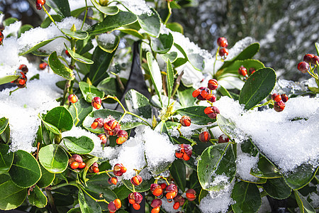 绿叶和明红莓 雪 美丽的红莓 在灌木丛上加冰冻浆果 掌声 自然 冬青图片