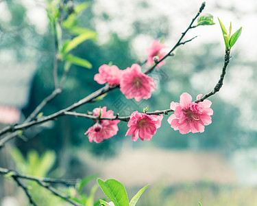 北越近身桃子花开花和木屋背景介绍 日落 草地图片