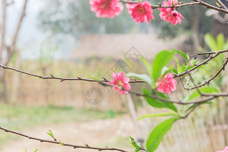 北越鲜花桃花 背景有木栅栏和木篱笆 春天的花朵 开花图片