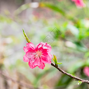 春节出行北越农村花园中露出一朵花桃花 樱桃 河 节日背景