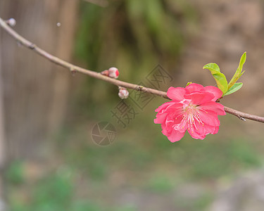 在北越有木栅栏背景的农村花园中露出桃子花 芽 植物学图片