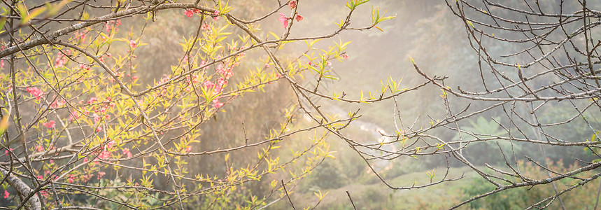 春节出行在北越乡村以山谷背景为背景 开花的全景美丽的桃子背景
