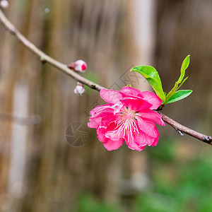 在北越有木栅栏背景的农村花园中露出桃子花 亚洲 桃花图片